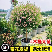 小木槿棒棒糖花苗蓝雪花四季好养花卉盆栽室内阳台庭院带花