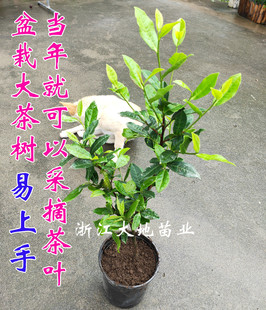 爱茶一族易上手(易上手)盆栽西湖龙井茶叶树苗，红茶铁观音碧螺春营养钵苗