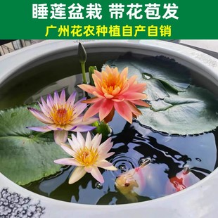 睡莲盆栽带花苞黑美人，四季开花室内阳台，水培花苗荷花植物水养花卉