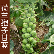 荷兰孢子甘蓝种子秋季播蔬菜籽，阳台盆栽高产小芽球包心菜特菜孑