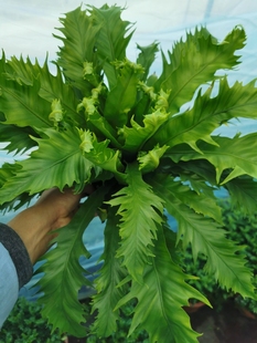 大维纳斯蕨盆栽雨林植物耐阴四季绿色，净化空气室内绿植好养实物图
