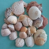 天然贝壳海螺组合套装500g 大小颜色随机 贝壳手工 拍照