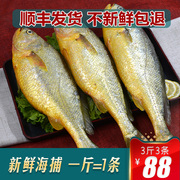 新鲜大黄鱼海鱼黄花鱼深海鱼鲜活冷冻海鲜水产1斤一条