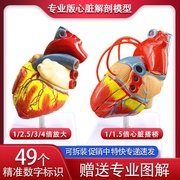 11标准人体心脏模型解剖可拆卸教学模型仿真自然，大心脏模型医学