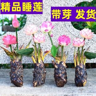 四季睡莲花鱼缸睡莲根块带花苞四季盆栽水培植物庭院大小睡莲花苗