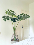 大型龟背竹盆栽净化空气，吸甲醛客厅卧室，办公室内植物上海绿植花卉