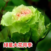 绿星月季花大苗绿色包子，花朵四季花卉植物，阳台别墅玫瑰盆栽特大花