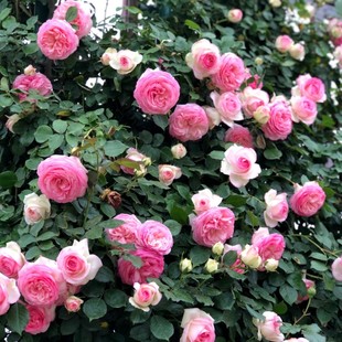 粉色龙沙宝-爬墙藤本月季花苗庭院，爬藤阳台花卉蔷薇