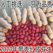 生花生带壳晒干山东农家，红衣花生米小粒，新鲜种子2023红皮花生带壳