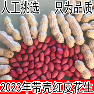 生花生带壳晒干山东农家红衣花生米小粒新鲜种子，2023红皮花生带壳