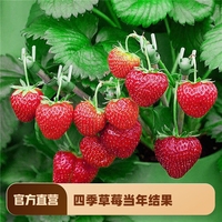 草莓种籽子四季播种盆栽植物花种籽