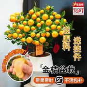 金桔树盆栽可食用室内外客厅阳台四季常青绿植花卉橘子好养活植物