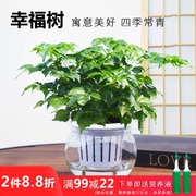 幸福树盆栽绿宝水培植物，吸甲醛办公室内花卉，绿植好养净化空气