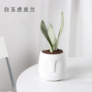 白玉虎皮兰桌面室内植物绿色新鲜空气防辐射北欧小盆栽喜阴