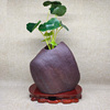 石头花盆创意天然鹅卵石，盆绿植铜钱草，禅意花器无孔水培植物花瓶