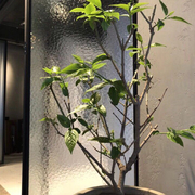 水纹-立体艺术压花玻璃可定制可钢化，门窗隔断装饰艺术玻璃