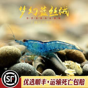 超级蓝丝绒淡水草缸热带观赏宠物，活体纯系台湾除藻虾米工具清洁虾