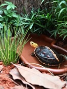养龟专用盆龟盆水陆两用半水龟，饲养箱黄缘龟，宠物爬宠造景两用缸