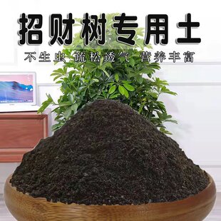 招财树专用土八方来财盆栽透气种植营养土种花养花绿植土有机土壤