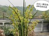 湖北趣味阳台观叶植物，春季春兰花卉随州惠兰花，色彩缤纷绿色