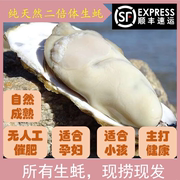 乳山野生生蚝鲜活10斤一箱保肥特大带壳，牡蛎即食海蛎威海海鲜