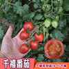 千禧小番茄种子阳台盆栽四季樱桃番茄圣女果西红柿苗种子进口高产