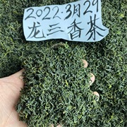 松阳香茶龙三香茶2024年新茶，一斤500g克浓香，茶叶豆香明前春茶绿茶
