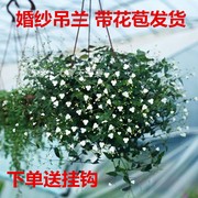 婚纱吊兰盆栽室内阳台，垂吊悬挂爆盆绿植花卉，美观四季常青千叶吊兰