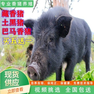 纯种藏香猪幼崽广西巴马香猪仔瘦肉型土黑臧香猪活体小苗活物养殖