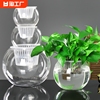 创意水培瓶植物透明玻璃花瓶，绿萝花盆共养缸水养摆件器皿桌面极简