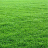 美国四季青草坪种子高羊茅(高羊茅)草籽，草种耐寒耐践踏工程绿化护坡