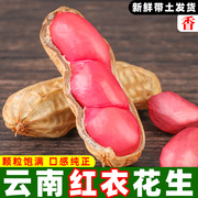 云南新鲜湿花生2斤带壳红皮衣花生今年新货农家自种蔬菜现挖