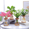 桌面创意水培植物玻璃花瓶透明简约水生养植物绿萝容器桌面插花瓶