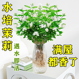 水培植物茉莉花室内好养绿植室内盆栽带花苞花卉水养鲜花办公室