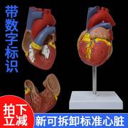 人体心脏模型可拆卸解剖透明血液肾循环血管材料，生物软硅胶小支架