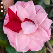 津川绞多色茶花，日本老品种小巧精致稀有粉色带红条纹家庭阳台花卉