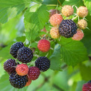 黑莓树莓果树苗浆果耐寒灌木，好养庭院露台植物，盆栽苗四季覆盆子苗