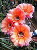 彩霞 仙人球彩草 花径14公分大花开花仙人球 3公分多无根侧芽