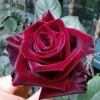黑魔术月季花苗特大花浓香，开花红色玫瑰花庭院爬藤四季可盆栽花卉