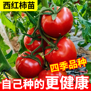 西红柿苗普罗旺思水果西红柿，秧苗室内盆栽种孑籽大全矮生番茄菜苗
