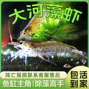 大和藻虾珍珠虾除丝藻除黑毛，大河藻虾工具虾，除藻能力极强观赏虾