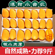 海南小台农芒果10斤新鲜现摘小台芒应当季热带水果特产小芒果
