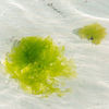 石莼海水鱼缸藻缸海草海藻 水草火焰藻鹿角藻绿棉藻底滤海缸造景