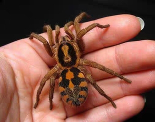 哥伦比亚大南瓜活体巨形，宠物毛蜘蛛(毛蜘蛛，)活体异宠个性另类宠物