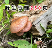 长白山野生香菇250克深山农家自采干货散装花菇