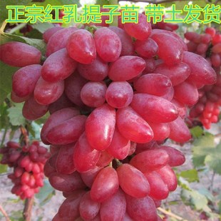红乳葡萄苗 红乳提子葡萄树苗 嫁接甜红提果树苗四季种植当年结果