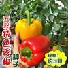 蔬菜种子 紫色甜椒种子 彩包辣椒种子食用彩椒 阳台盆栽 五彩辣椒