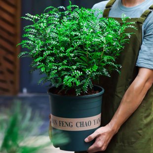 驱蚊草盆栽植物清香胡椒木花卉植物室内好养绿植九里香树苗茉莉花