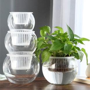 创意水培瓶植物透明玻璃花瓶，容器绿萝花盆，鱼花共养缸水养摆件器皿
