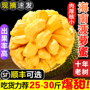 海南菠萝蜜新鲜一整个三亚特产红黄心波罗蜜当季水果整箱